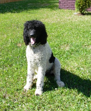 Medium Photo #1 Aussiedoodle Puppy For Sale in FLINT, TX, USA