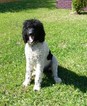 Small Photo #1 Aussiedoodle Puppy For Sale in FLINT, TX, USA