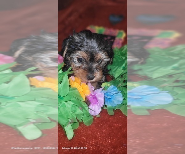 Medium Photo #73 Yorkshire Terrier Puppy For Sale in AKRON, OH, USA