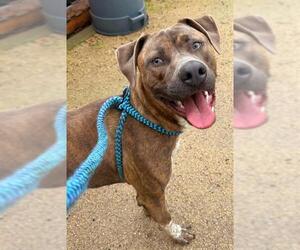 Catahoula Leopard Dog-Unknown Mix Dogs for adoption in Sacramento, CA, USA