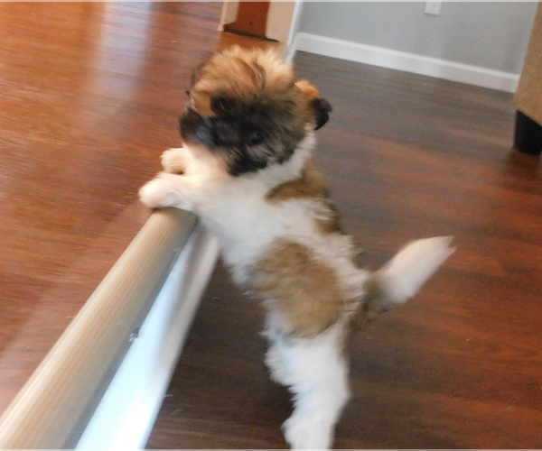 Medium Photo #4 Shih Tzu Puppy For Sale in OSCEOLA, MO, USA