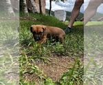 Small Photo #7 Rhodesian Ridgeback Puppy For Sale in DIVIDE, CO, USA