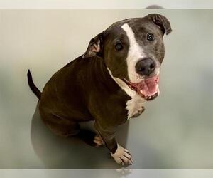 American Pit Bull Terrier-Unknown Mix Dogs for adoption in Tulsa, OK, USA