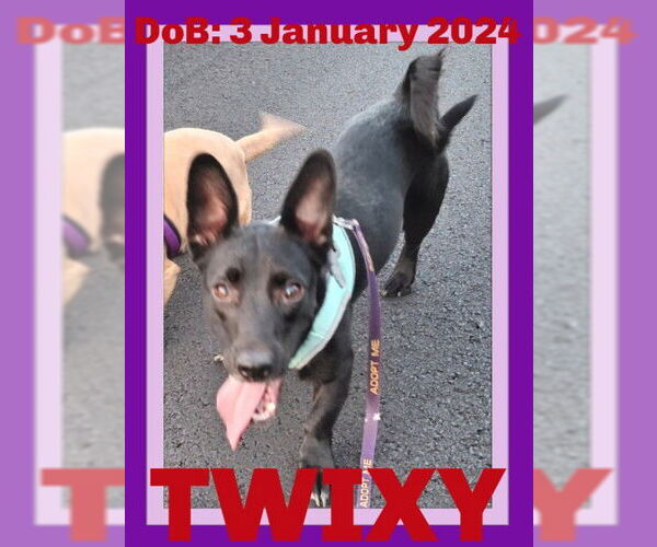 Medium Photo #2 Chiweenie Puppy For Sale in Sebec, ME, USA