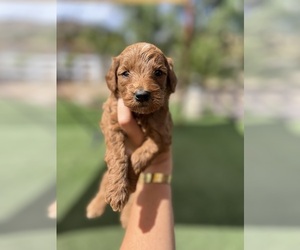 Goldendoodle (Miniature) Puppy for sale in MENIFEE, CA, USA