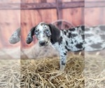 Small #22 Catahoula Leopard Dog