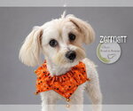 Small Photo #3 Maltese Puppy For Sale in Benton, LA, USA