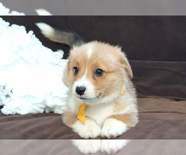 Medium Photo #48 Pembroke Welsh Corgi Puppy For Sale in ARROYO GRANDE, CA, USA