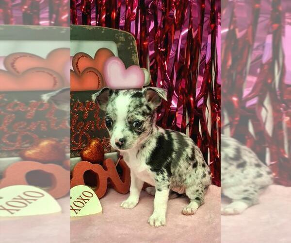 Medium Photo #1 Chihuahua Puppy For Sale in MIAMI, FL, USA