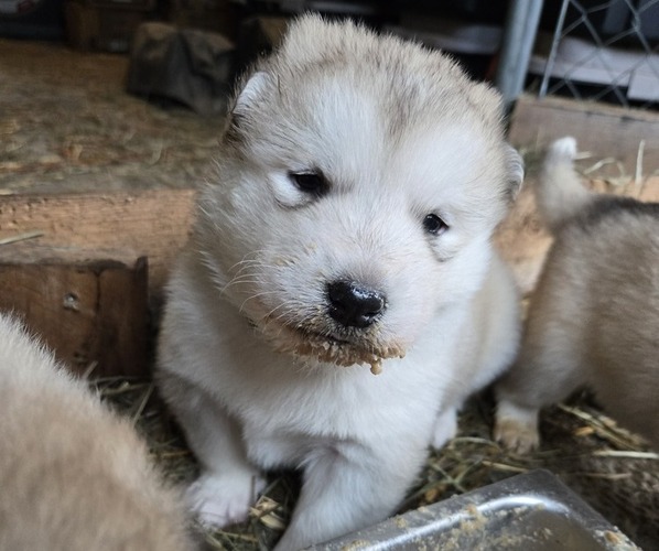 Medium Photo #1 Alaskan Malamute Puppy For Sale in CRIVITZ, WI, USA