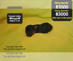 Yorkshire Terrier Puppy for sale in TUCSON, AZ, USA