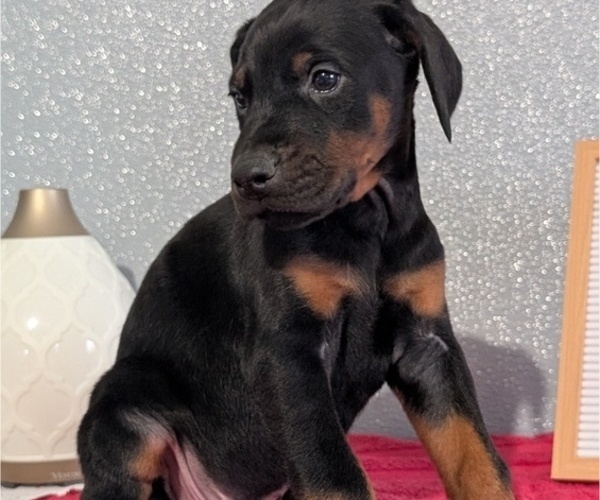 Medium Photo #20 Doberman Pinscher Puppy For Sale in GOSHEN, IN, USA