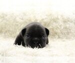 Small Photo #1 French Bulldog Puppy For Sale in SARATOGA, CA, USA