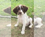 Puppy Green male Brittany