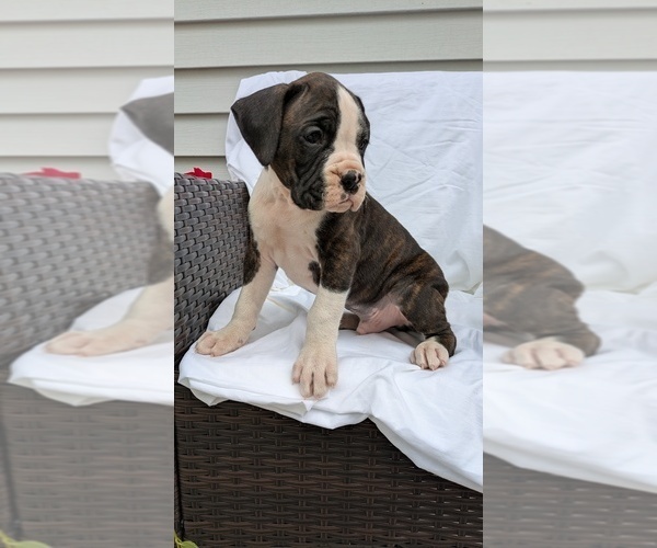 Medium Photo #9 Boxer Puppy For Sale in GOSHEN, IN, USA