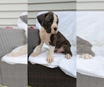Small #8 Boxer