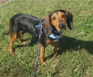 Anne - Female Black and Tan Coonhound Dog for Adoption - Photo #6