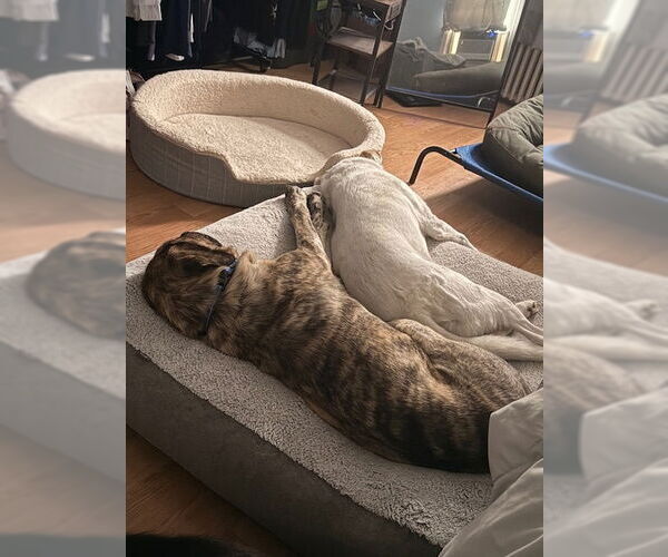 Medium Photo #3 Mastiff-Unknown Mix Puppy For Sale in Rockaway, NJ, USA