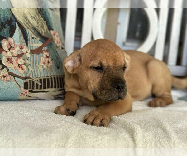 Medium Photo #12 American Staffordshire Terrier-Labrador Retriever Mix Puppy For Sale in Princeton, MN, USA
