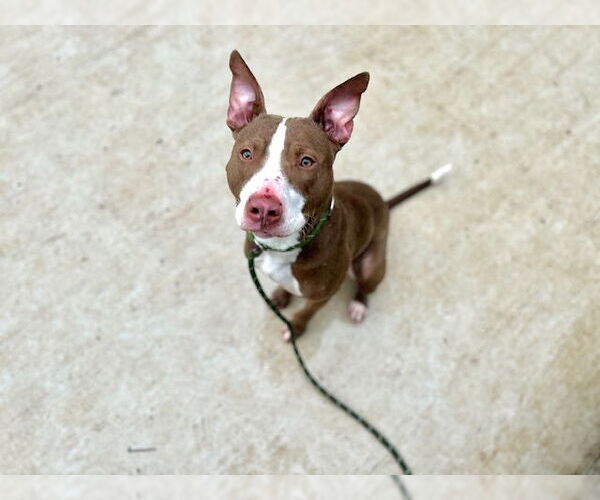 Medium Photo #1 American Pit Bull Terrier Puppy For Sale in Charlotte, NC, USA