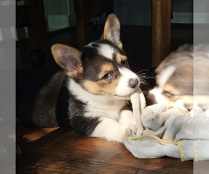 Pembroke Welsh Corgi Puppy for sale in HARRISON TOWNSHIP, MI, USA