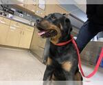 Small Rottweiler
