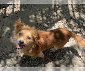 Chihuahua Dogs for adoption in Redlands, CA, USA