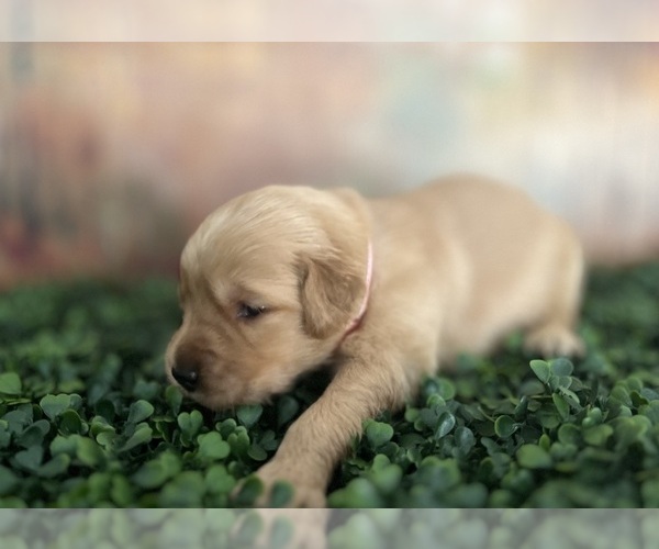 Medium Photo #11 Golden Retriever Puppy For Sale in DETROIT, MI, USA
