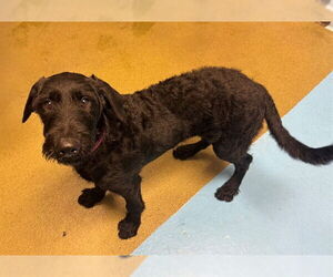 German Wirehaired Pointer-Unknown Mix Dogs for adoption in Moreno Valley, CA, USA