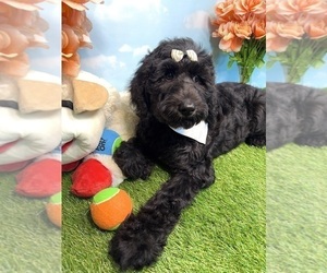 Goldendoodle Puppy for sale in AUBURN, IN, USA