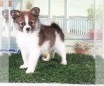Small #1 Pomeranian