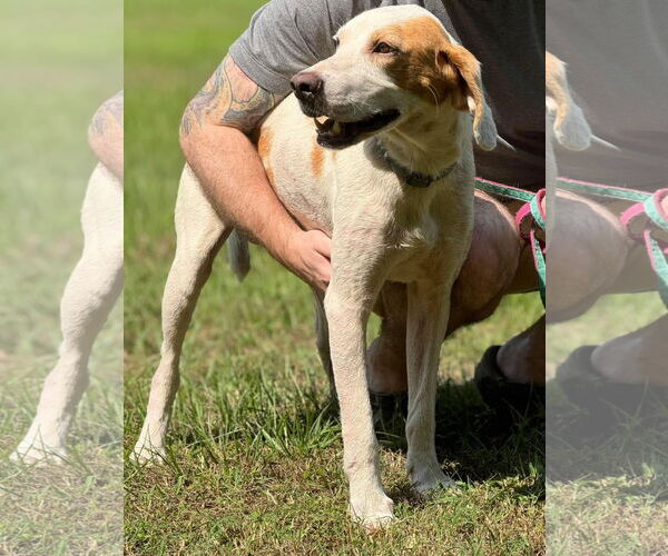Medium Photo #7 English Foxhound-Unknown Mix Puppy For Sale in Holly Springs, NC, USA
