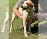 Small #6 English Foxhound Mix