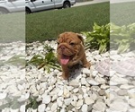 Small #6 English Bulldog