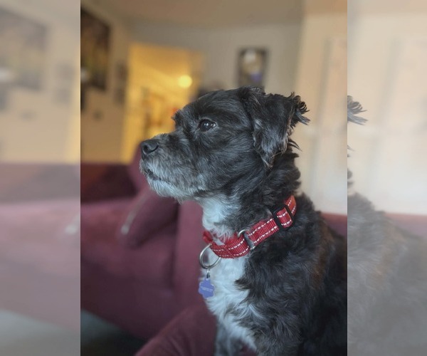 Medium Photo #2 Miniature Schnauzer-Unknown Mix Puppy For Sale in Westwood, NJ, USA