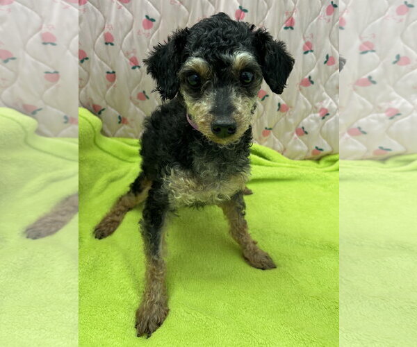 Medium Photo #6 Poodle (Miniature) Puppy For Sale in Pacolet, SC, USA
