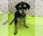 Small #5 Poodle (Miniature)