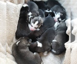 Siberian Husky Puppy for sale in LEBANON, OR, USA