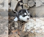 Puppy Dazzle Siberian Husky