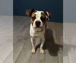 Boxer-Unknown Mix Dogs for adoption in Fenton, MO, USA