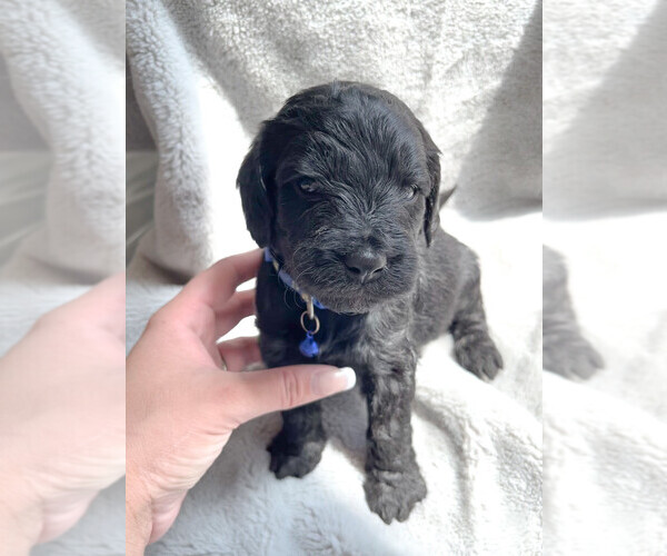 Medium Photo #1 Goldendoodle Puppy For Sale in RENO, NV, USA