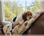 Small #1 Beagle