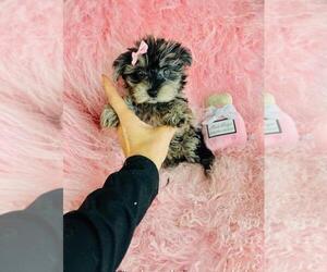 Yorkshire Terrier Puppy for sale in BOCA RATON, FL, USA