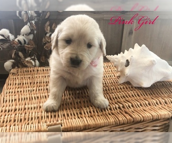 Medium Photo #19 Golden Retriever Puppy For Sale in PRYOR, OK, USA