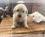 Small Photo #19 Golden Retriever Puppy For Sale in PRYOR, OK, USA
