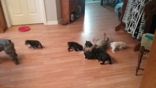 Father of the Schnauzer (Miniature) puppies born on 03/22/2018