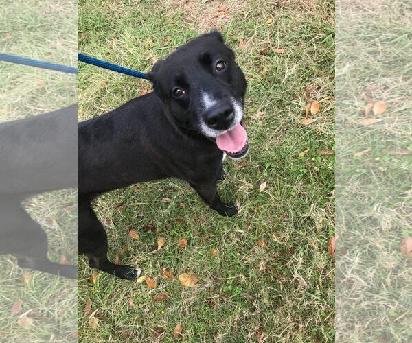 Medium Photo #6 Labrador Retriever-Unknown Mix Puppy For Sale in Jackson, MS, USA