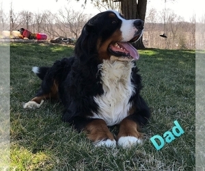 Father of the Bernese Mountain Dog puppies born on 01/01/2024