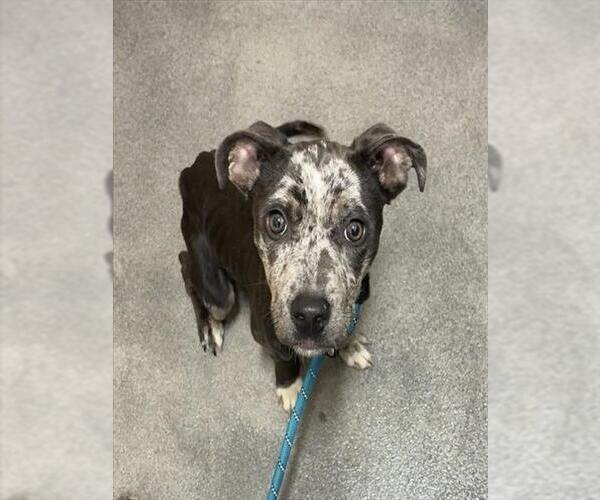 Medium Photo #1 Mutt Puppy For Sale in Forestville, MD, USA