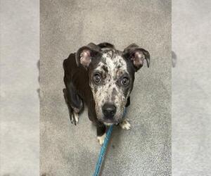 Mutt Dogs for adoption in Forestville, MD, USA
